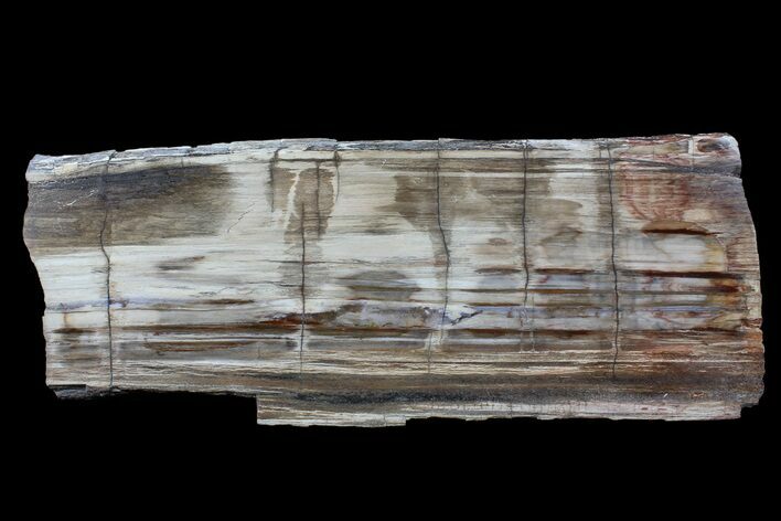 Polished Madagascar Petrified Wood Slab - Madagascar #88629